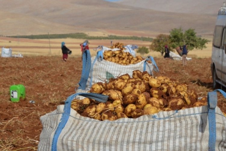 Malatya'da patates hasadı başladı