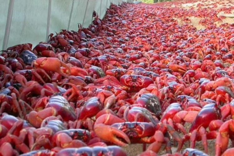 Avustralya'da yenge&ccedil; g&ouml;&ccedil;&uuml;!