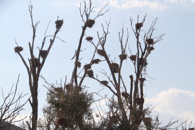 Konya'da karabatak s&uuml;r&uuml;leri, yeşil dokuya zarar vermeye başladı