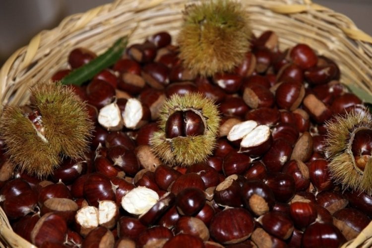 Aydın'da sezonun ilk kestanesi 350 liradan satıldı