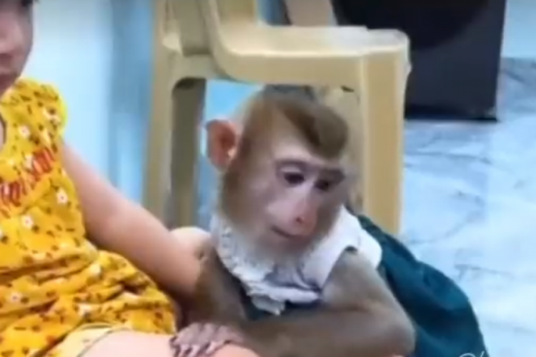 Bebeğin yaralandığını g&ouml;ren maymunun hareketleri g&uuml;ndem oldu!