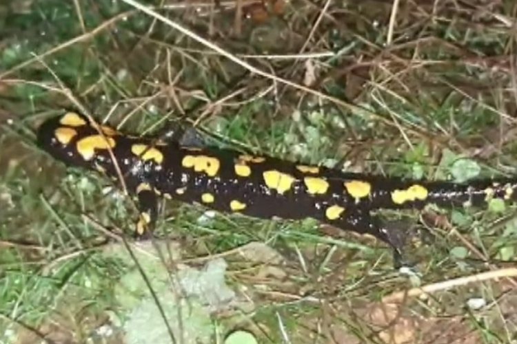 Tunceli'de lekeli semender g&ouml;r&uuml;nt&uuml;lendi