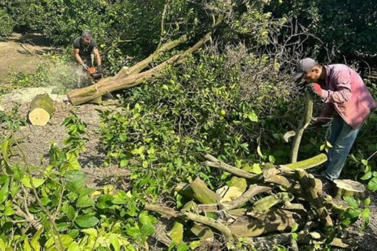Narenciye&nbsp;rekoltesi 2 kat artarak 3,5 milyon tona ulaştı