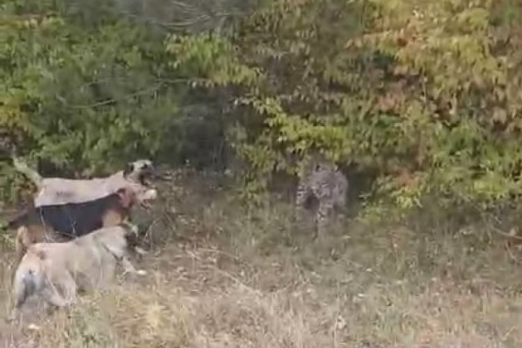 &Ccedil;orum'da vaşak ve k&ouml;peklerin karşı karşıya geldiği anlar kamerada