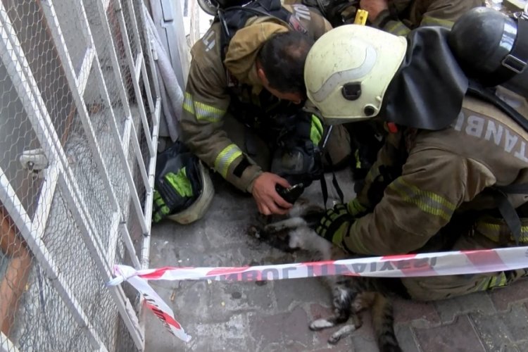 İstanbul'da yangında dumandan etkilenen kedi kalp masajıyla kurtarıldı