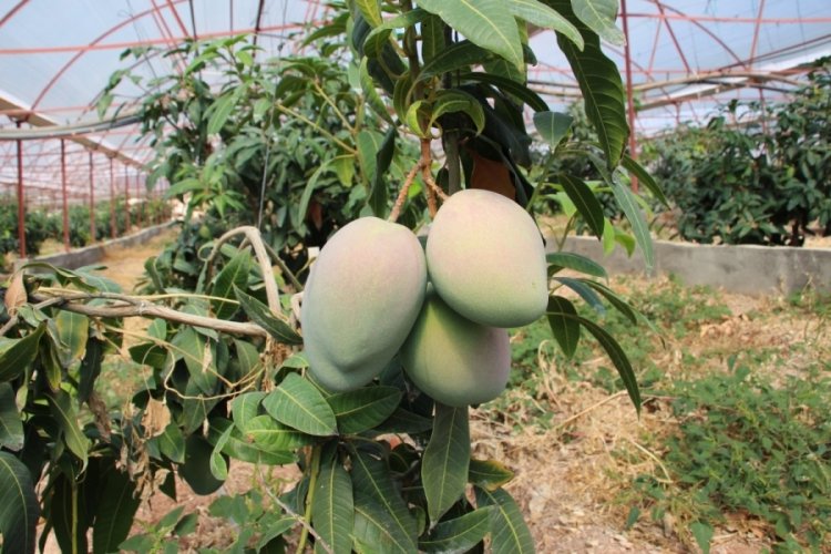 Antalya'da serasını mango bah&ccedil;esine d&ouml;n&uuml;şt&uuml;r&uuml;p 300 yıllık yatırım yaptı