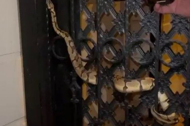 Antalya'da piton paniği! Apartman kapısına dolanmış halde bulundu