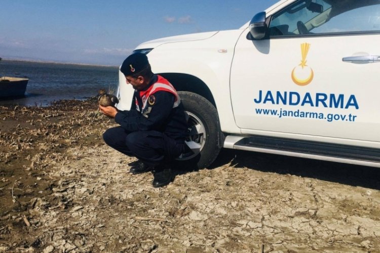 Edirne'de yaralı halde bulunan yaban &ouml;rdeği tedavi altına alındı