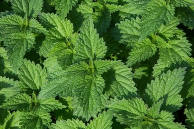 İbn-i Sina'nın şifalı bitkisi! Yapraklarını limon ve balla karıştırın, bakın neler oluyor