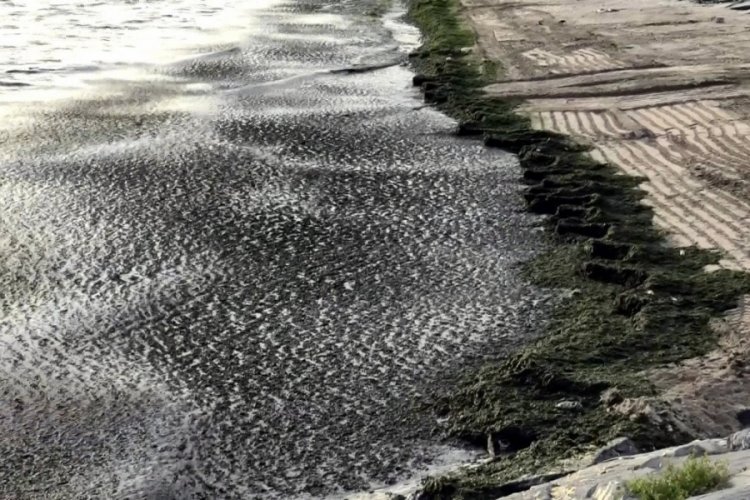 İstanbul'da sahil yosunlarla kaplandı
