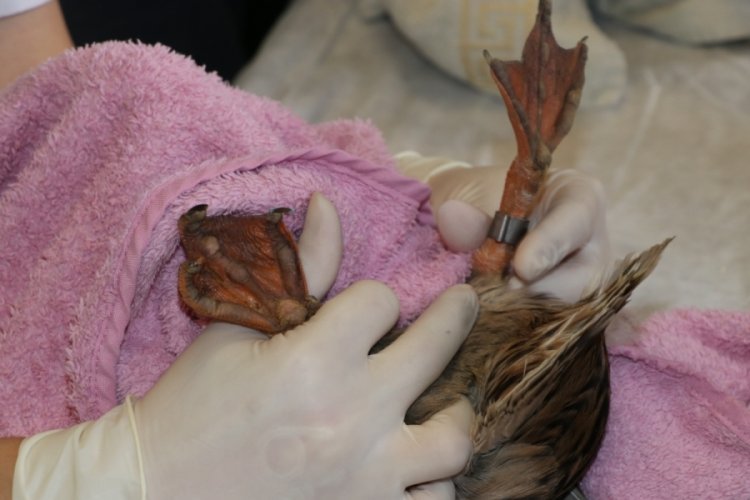 Yaralı hayvanlara "halkalı" rehabilitasyon uygulanacak