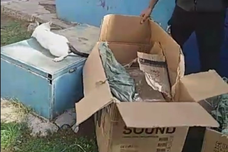 Diyarbakır'da kedileri poşete koydu, parka bıraktı