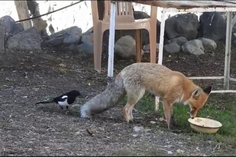 Erzurum'da tilki, k&ouml;y&uuml;n maskotu oldu!