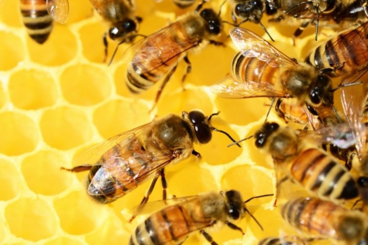 &Ccedil;evrenin doğal dengesini bozduğumuz i&ccedil;in arılar bile &ccedil;akır keyif!