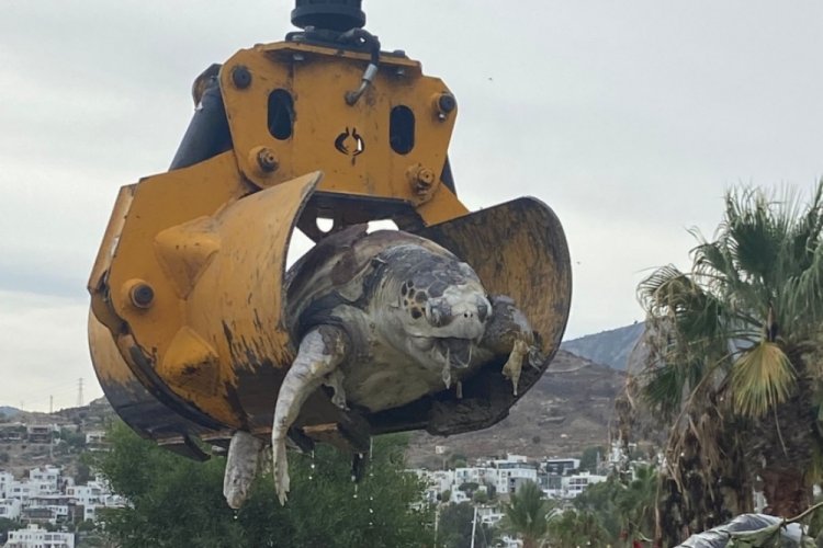 Muğla'da deniz kaplumbağası sahile vurdu