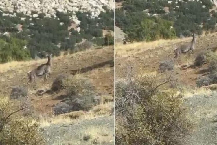 Burdur'da geyik şaşkınlığı