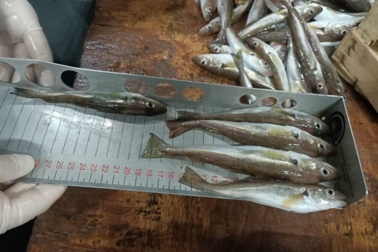 Kırklareli'de balık&ccedil;ılar denetlendi