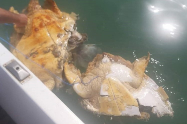 Mersin'de 20'ye yakın deniz kaplumbağası &ouml;l&uuml; bulundu