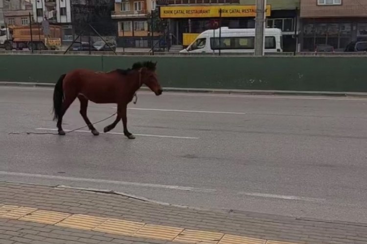Bursa'da anayola &ccedil;ıkan at tehlike sa&ccedil;tı