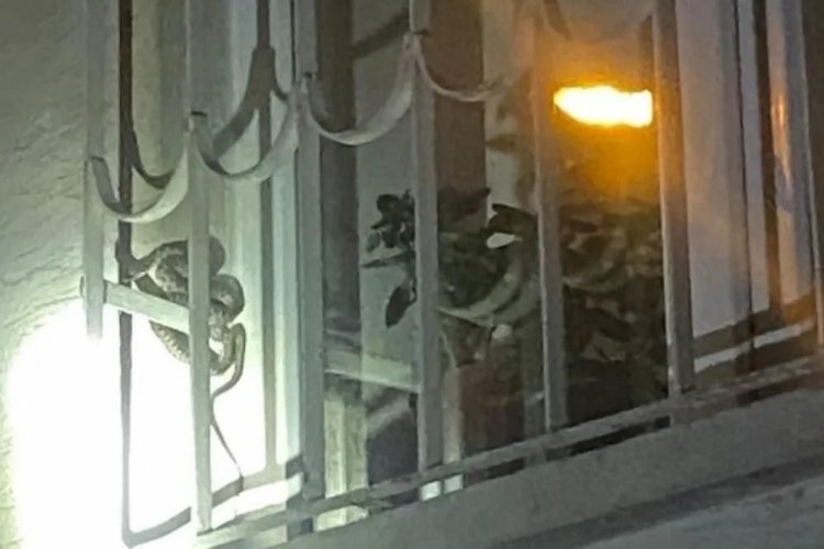 Elazığ'da cam korkuluktaki yılan paniğe neden oldu