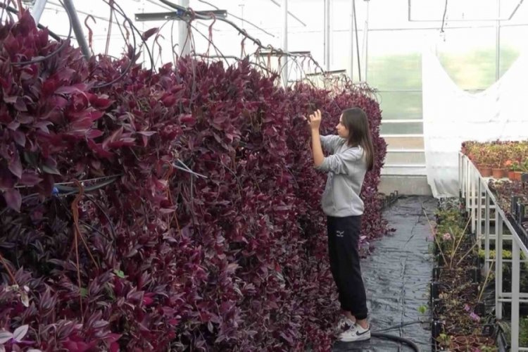 Yalova'da liseyi s&uuml;s bitkisi &uuml;retim &uuml;ss&uuml;ne &ccedil;evirdiler, 5 milyon ciroya ulaştılar