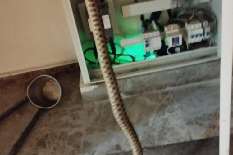 Elazığ'da elektrik panosunda yılan kabusu!