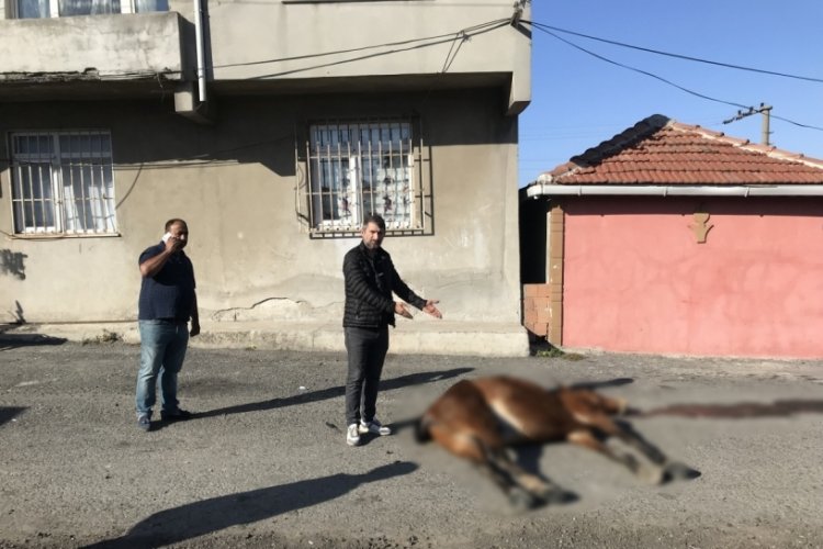 Tekirdağ'da at yol ortasında &ouml;l&uuml;me terk edildi