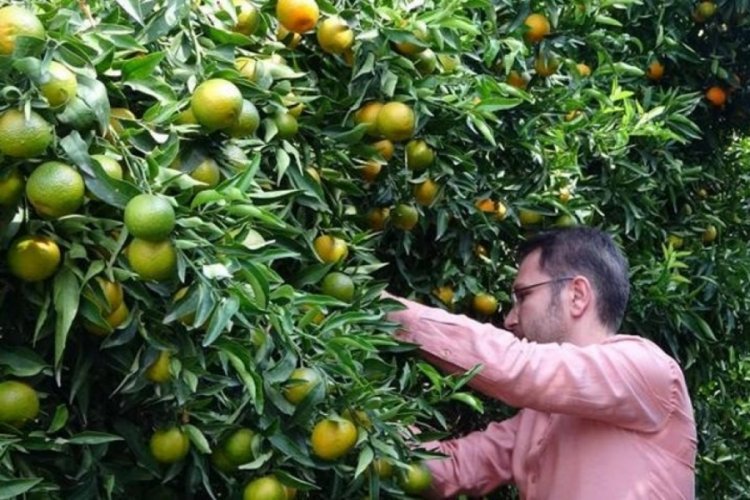 Mersin'de mandalina hasatı başladı! Verim y&uuml;ksek