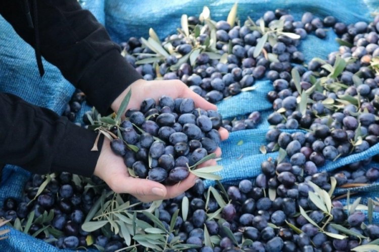 Marmarabirlik &uuml;r&uuml;n alım fiyatlarını g&uuml;ncelledi