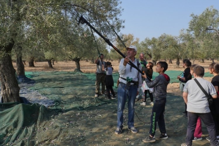 Balıkesir'de &ccedil;ocuklar zeytinin tarladan sofraya yolculuğunu &ouml;ğreniyor