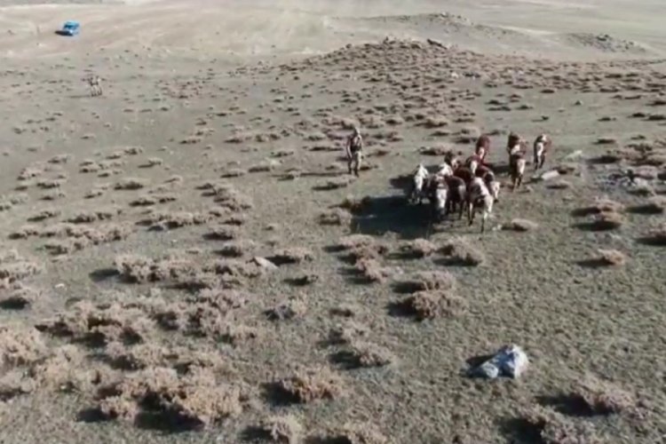 Kars'ta kaybolan inekler dron ile bulundu