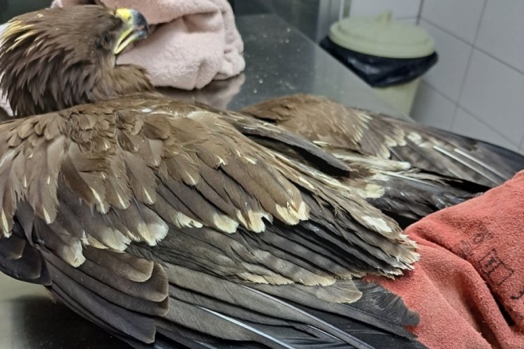 Bursa'da yaralı kartal tedavisinin ardından &ouml;zg&uuml;rl&uuml;ğ&uuml;ne kavuştu