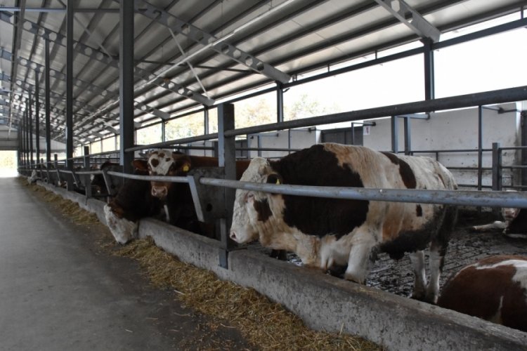 Bursalı 9 kuzen &ccedil;iftlik kurdu