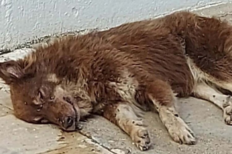 Muğla'da 3 k&ouml;pek zehirlenerek &ouml;ld&uuml;r&uuml;ld&uuml;