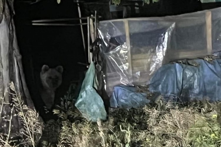 Bolu'da evin bah&ccedil;esine ayı girdi! O anlar kamerada
