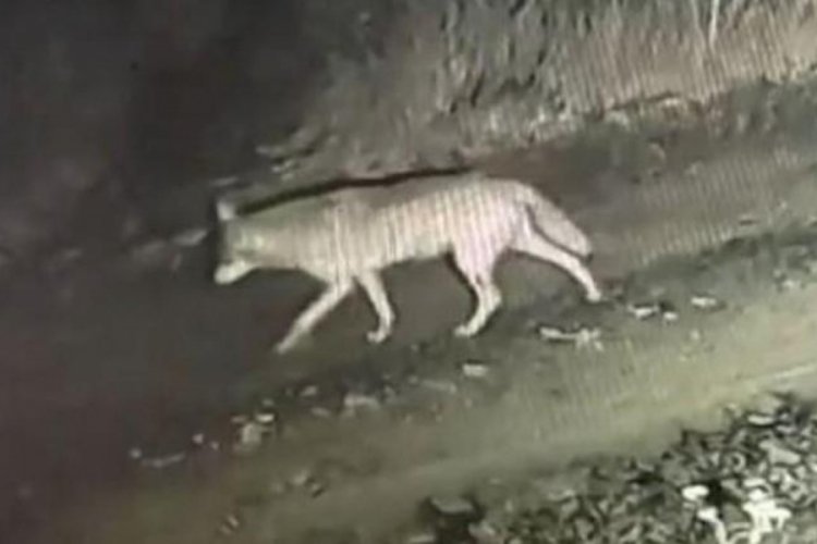 Ardahan'da &ccedil;iftliğe inen kurtlar kameraya yakalandı