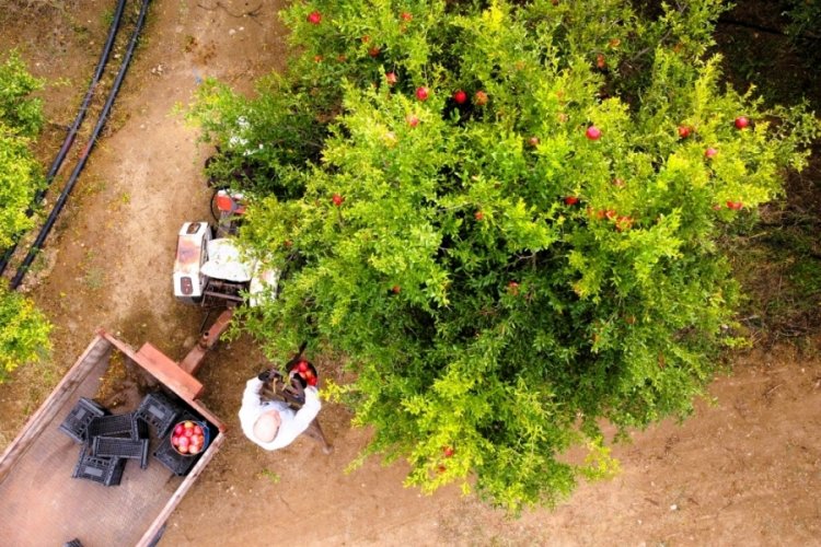 Bilecik'te İnhisar narında 7 bin ton rekolte bekleniyor