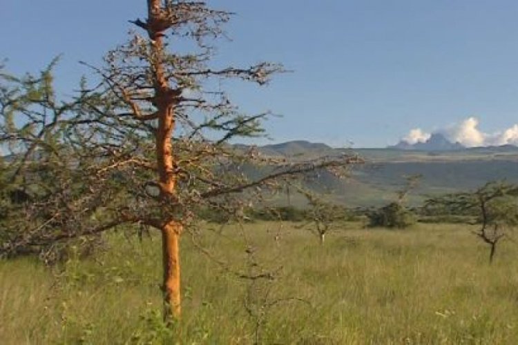 Kenya'da 2032 yılına kadar 15 milyar fidan dikilecek