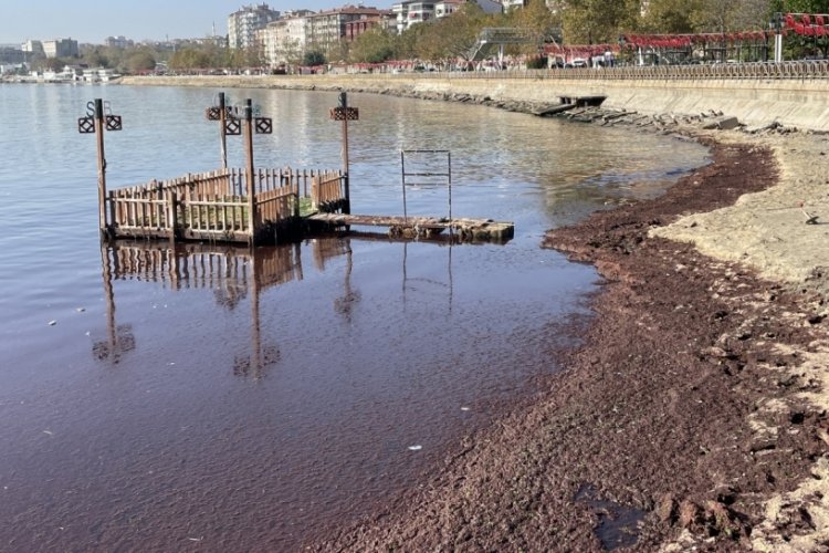 Tekirdağ'da lodos nedeniyle sahilde kırmızı yosun birikti