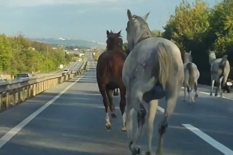 Atlar asfaltı pist sanıp d&ouml;rtnala koştu