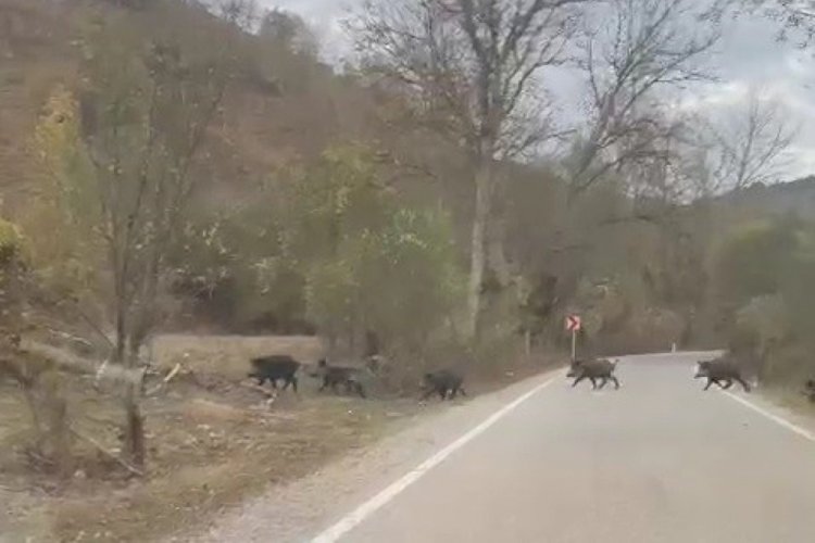 Karab&uuml;k'te 50 yaban domuzu yol &uuml;st&uuml;nde!