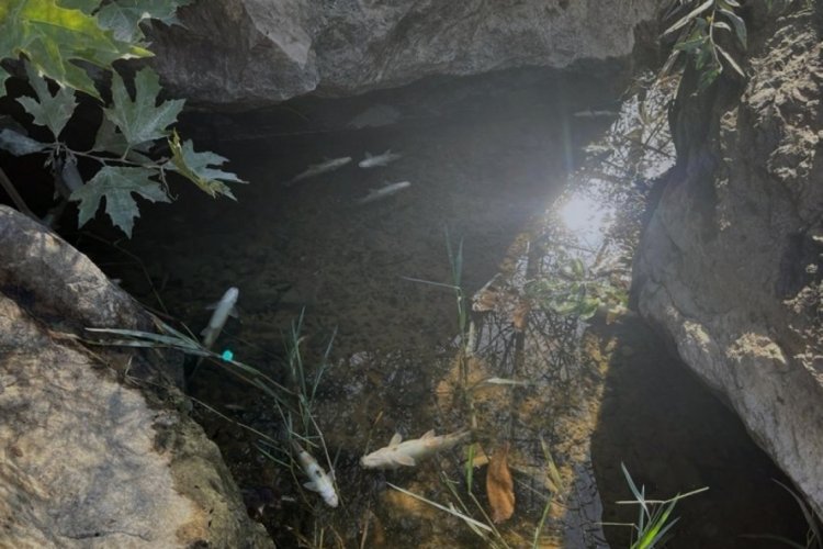 &Ccedil;anakkale'deki Kocabaş &Ccedil;ayı'nda balık &ouml;l&uuml;mleri arttı