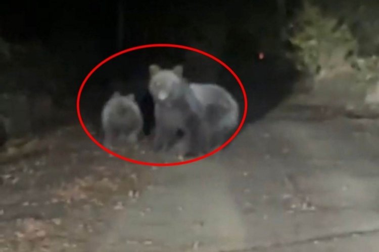 Bursa'da  otomobilin &ouml;n&uuml;ne &ccedil;ıkan yavru ile anne ayı g&ouml;r&uuml;nt&uuml;lendi