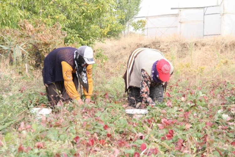 Elazığ'da a&ccedil;ık alanda bulunan &ccedil;ileklerin son hasadı ger&ccedil;ekleştirildi