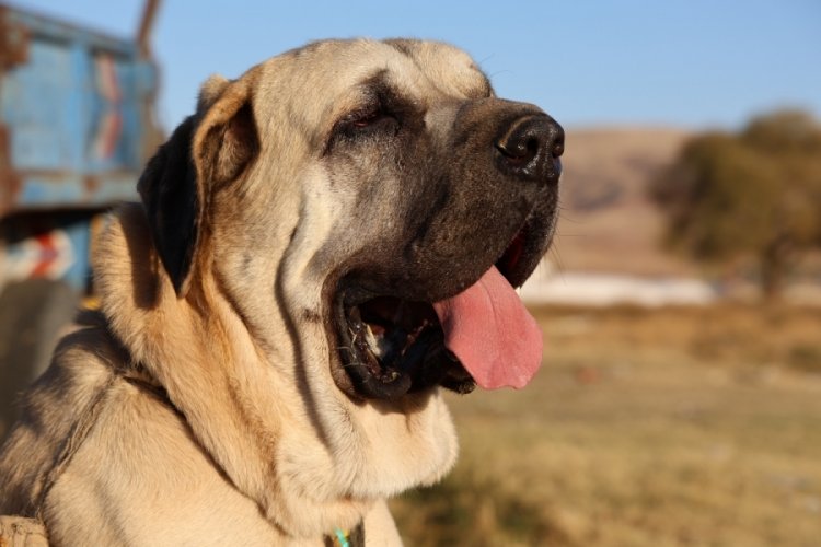 Aksaray'da yetiştirilen Malaklı k&ouml;peklerinin y&uuml;zde 80'i yurtdışına g&ouml;nderiliyor