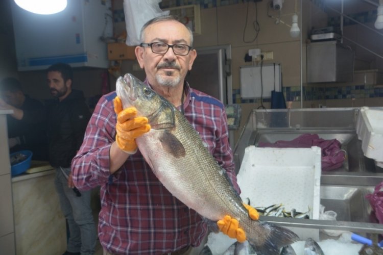 Sinop'ta devasa boyutta balık tuttular