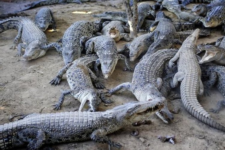 Avustralya'da bir anda timsah saldırısına uğradı, hayvanı ısırıp canını kurtardı