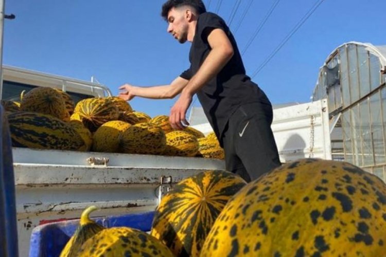 Kavun hasadı &uuml;reticinin y&uuml;z&uuml;n&uuml; g&uuml;ld&uuml;r&uuml;yor