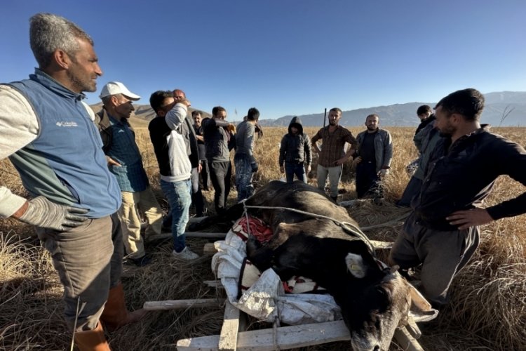 Hakkari'de ineği sedye ile kurtarma &ccedil;alışması