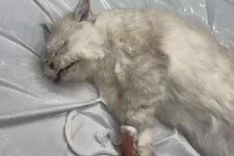 İstanbul'da veteriner kliniğinde ihmal iddiası